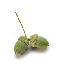 Oak Tree Nut Acorn with Textured Cap on White Background. File with Clipping Path. © Erik Nurshin