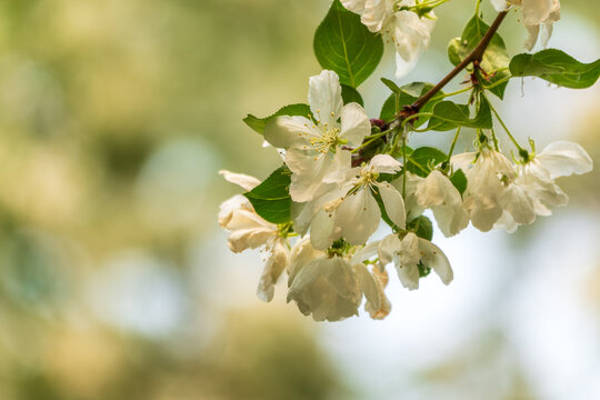 White blossoming apple trees in the sunset light. Spring season, spring colors.