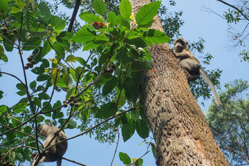 A wild long-tailed macaque monkey sitting on a high tree branch. In the background is a lush green canopy with dense foliage and a clear blue sky that penetrates between the branches. © Abu Tami