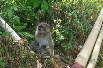 a long-tailed macaque monkey sitting in the dense green bushes of natural forest plants. its distinctive gray plumage, white chest, and expressive facial features in its natural habitat © Abu Tami