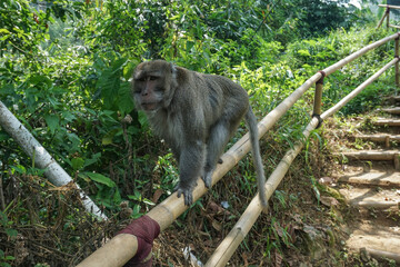 A side view shot of a long-tailed macaque monkey standing and balancing on a bamboo pathway handrail surrounded by lush green jungle foliage. © Abu Tami
