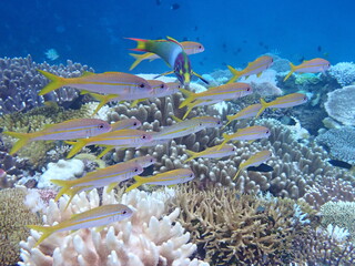 サンゴ礁の上を泳ぐ色鮮やかな魚の群れ、美しい海中の生態系 © INF.Blue