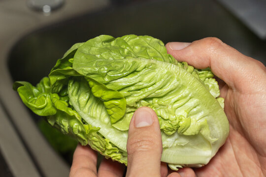 Inspecting and washing fresh lettuce before cooking or eating, illustrating good food hygiene practices