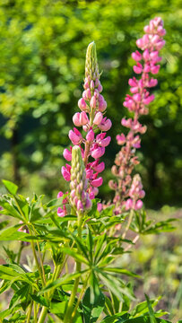 Vertical macro shot of a slender pink lupine illuminated by bright summer sun in a country garden.