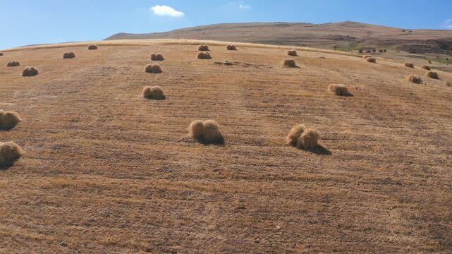 Cinematic aerial drone footage rising over a sloped, harvested agricultural field dotted with traditional haystacks under a clear blue sky.