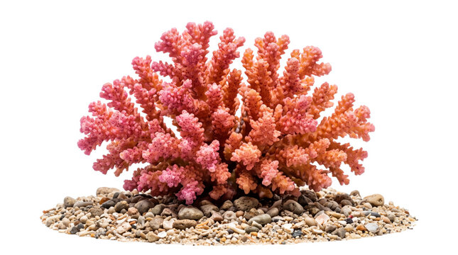 Pink branching coral specimen on pebbles.