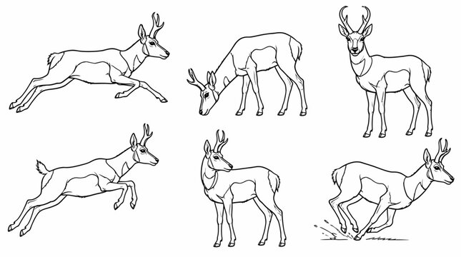 Pronghorn Antelope Poses: Running, Grazing, Standing, Jumping