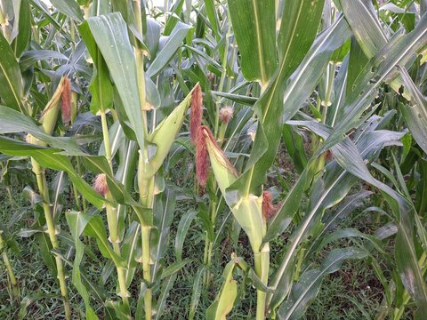 Healthy corn (Zea mays) plants growing in an agricultural field during the reproductive stage, featuring developing ears enclosed in green husks and brown corn silk emerging from the cobs. 