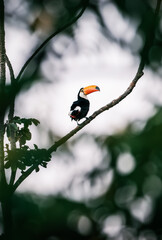 toucan on a branch © Agata Carr