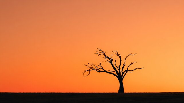 Lone tree silhouette against orange sunset