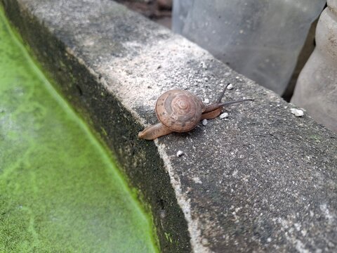 A small land snail (Gastropoda), likely a common garden snail or bush snail, slowly crawling across a rough textured concrete wall beside a moss-covered water puddle. The snail carries spiral shell