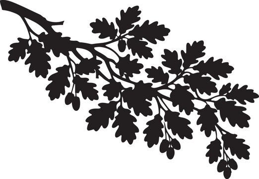 Oak tree branch featuring dense, detailed foliage and characteristic lobed leaves silhouette vector