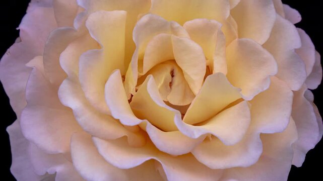 Beautiful yellow rose isolated on black background	