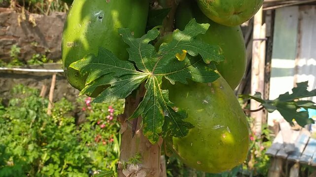 Ripe papaya fruit and its leaves blowing in the wind on a sunny day