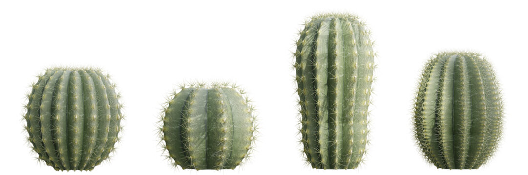 Set of green parodia cactus plants isolated on transparent background 3d rendering png