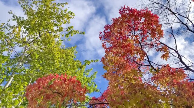 Colorful autumn foliage on trees on blue sky background at sunny cool day.