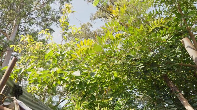 Low-angle shot focused on the canopy of leafy trees and the clear sky forming the natural cover of the community.