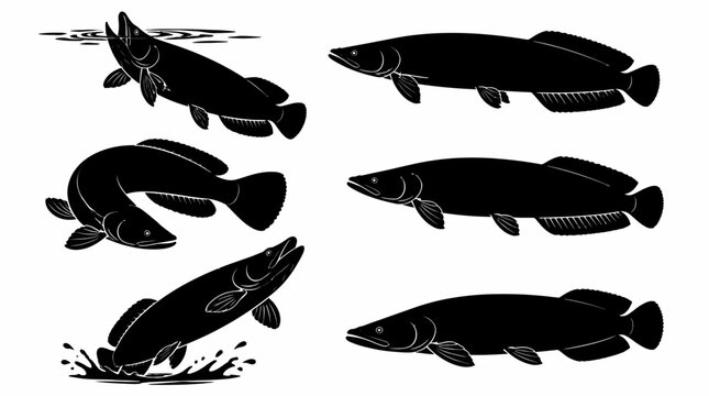 Arapaima fish silhouette collection in various dynamic swimming poses