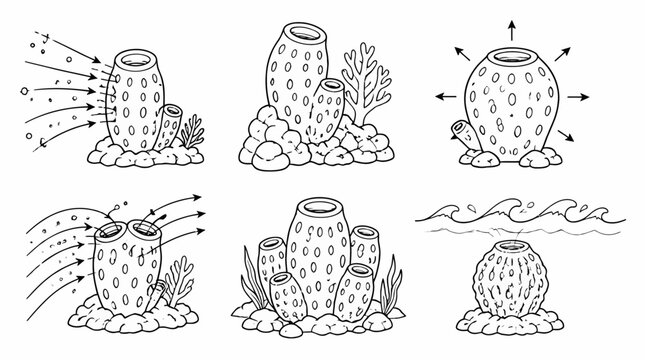 Sea Sponge Anatomy Infographic Set, Educational Marine Biology Diagram