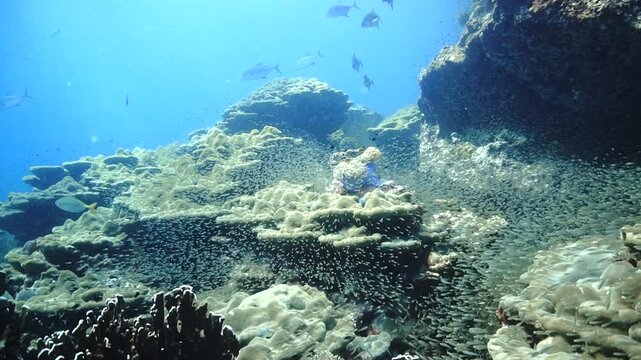 Underwater photo of Trevally fish hunting in a school of Glassfish. 