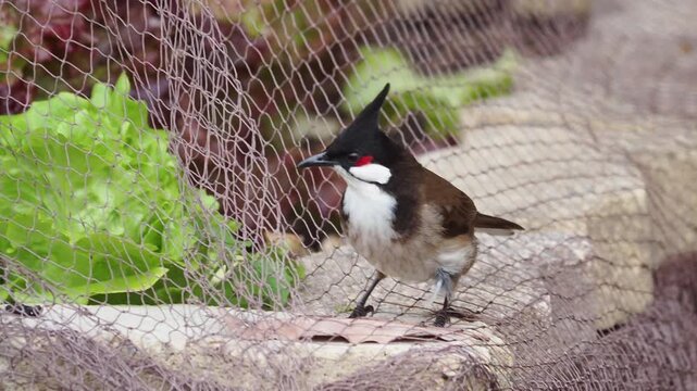 Red-whiskered bulbul (Pycnonotus jocosus) standing alert near protective agricultural netting and green vegetable plants in a natural garden setting