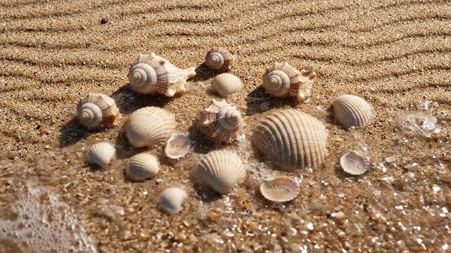 Seashells on sandy beach with ocean wave foam