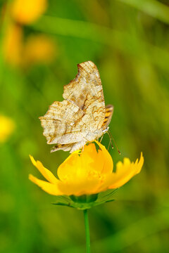four-legged butterfly