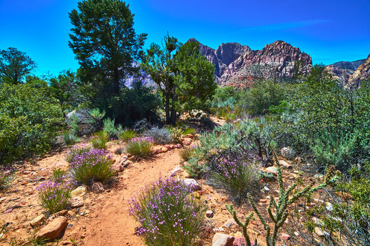 Red Rock Desert Trail With Wildflowers And Pine Trees Near Rocky Mountains