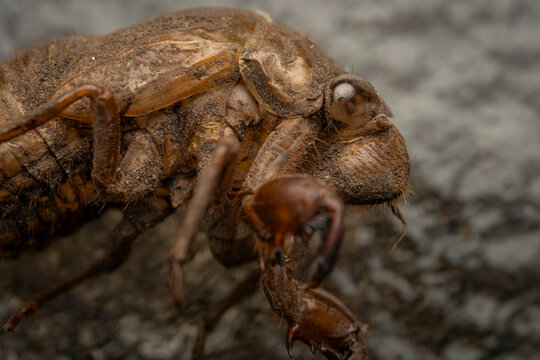 Extreme macro close up shot of a molted cicada exoskeleton shell showing textured details and head structure