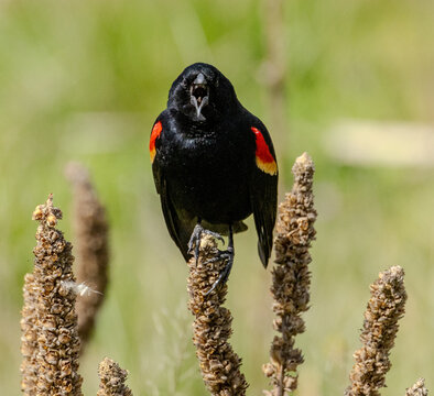 Red-winged blackbird