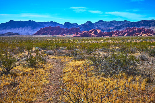 Pinnacles Trail Desert Vegetation and Red Rock Formations in Valley of Fire