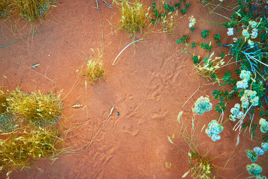 Desert Sand Wildflowers and Dry Grasses Close Up Texture