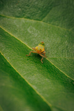 Macro close up shot of a tiny green insect nymph resting on a vibrant textured leaf in nature