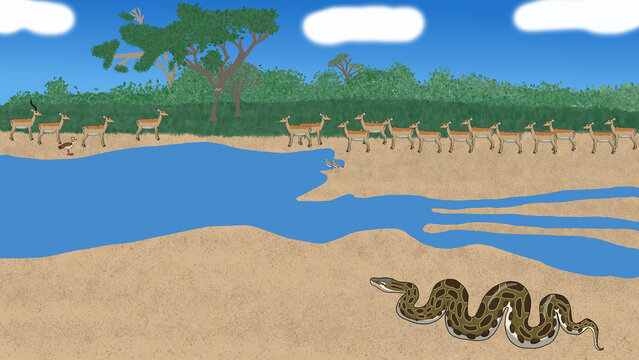 African Rock Python: Stillness Before the Crossing
