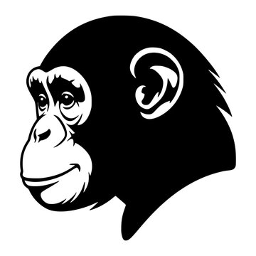 Chimpanzee Face in Profile