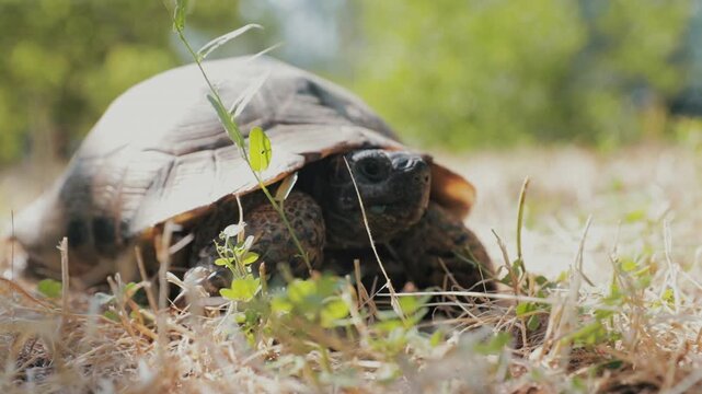 Cinematic close-up shot of a wild tortoise resting among dry grass on a sunny day, featuring shallow depth of field.