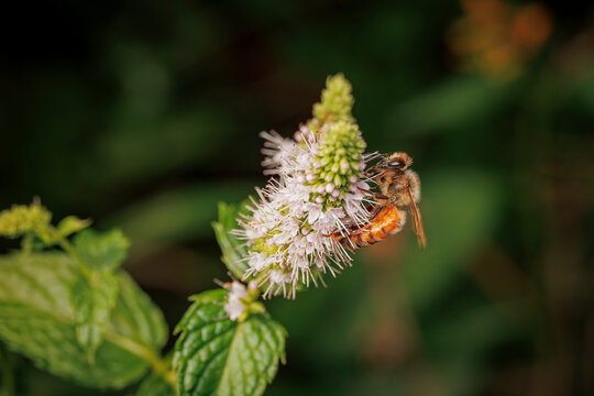 Macro close up shot of a honeybee pollinating a white flower cluster on a green mint herb plant in a garden