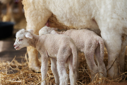 newborn lamb with mother sheep on farm