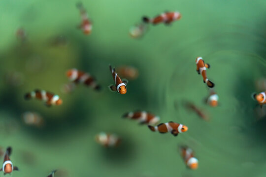 ocellaris clownfish or anemone fish swimming in water