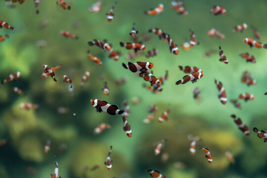 ocellaris clownfish or anemone fish swimming in water