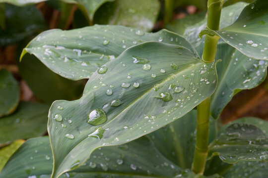 Glistening droplets adorn broad, vibrant green leaves. Plant stands tall with lush, waxy foliage. Natural moisture highlights each leaf's texture. Fresh, dewy leaves suggest morning dew or recent rain