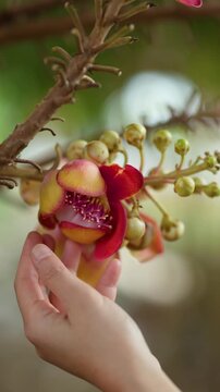 Hand Touching Cannonball Tree Flower in Tropical Garden