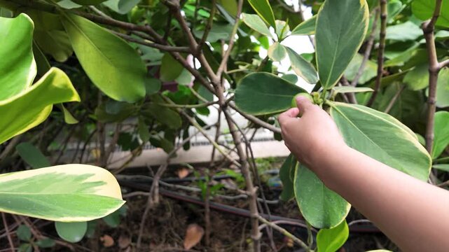 Asian Hand Touching Green Fruit on Tropical Plant Branch