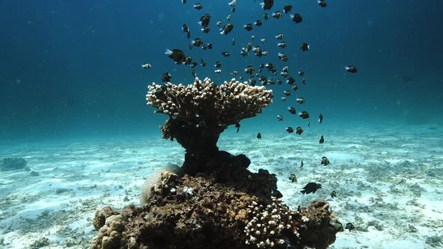 Symbiosis - Underwater videoclip of a coral pillar and the marine life.