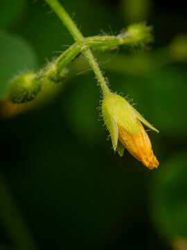 Macro close up shot of a small yellow flower bud with fuzzy hairs hanging from a green stem in a garden nature setting