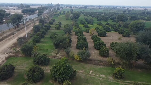 Aerial view of lush green orange orchard farm along a rural roadside a high angle drone perspective showing rows of neatly planted trees in fertile orchard, adjacent to an asphalt