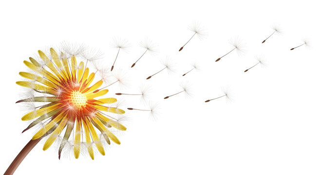 Beautiful yellow dandelion flower blowing seeds in the wind isolated on transparent background