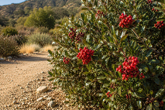 Toyon Berries in a Drought-Tolerant California Native Landscape