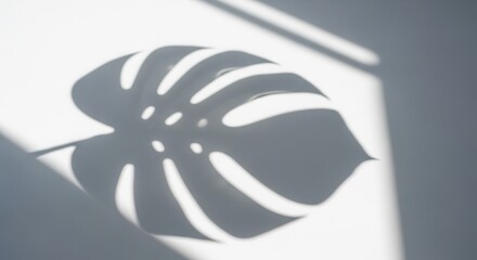 Naklejka premium Soft shadow of a monstera leaf on a white surface.