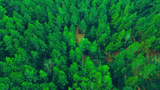 Aerial view of dense forest canopy in autumn light. Lush green and yellow leaves create textured pattern. Treetops form a soft, organic tapestry overhead. Sunlight filters through branches